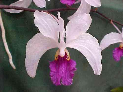 Vanda (Holcoglossum) kimballiana